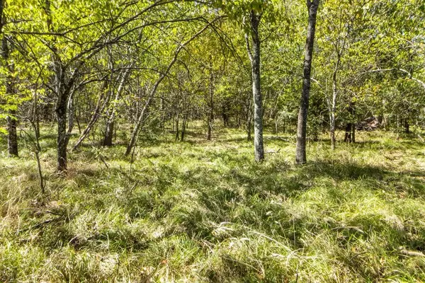 Cooper, TX 75432,TBD Farm Market 1529 N