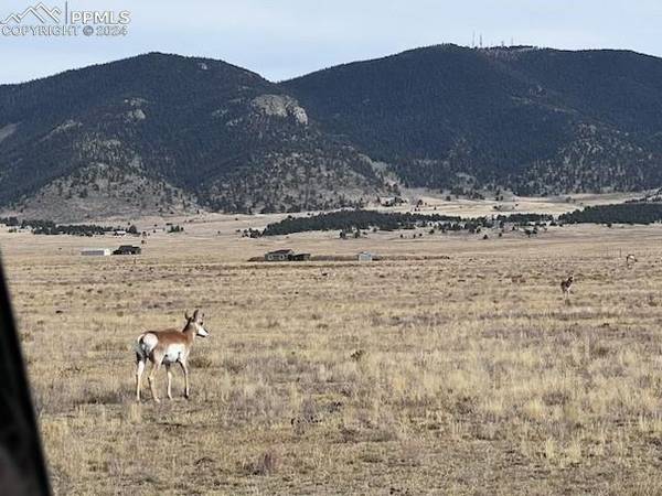 Montoya LN,  Lake George,  CO 80827