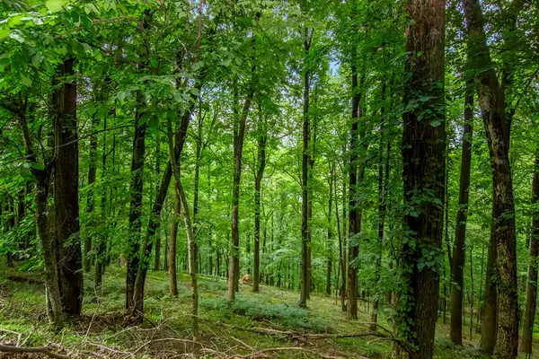 LOT M165 Walnut Mountain, Ellijay, GA 30540