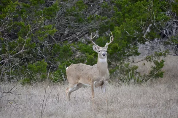 TDB FM 3023, Goldthwaite, TX 76844