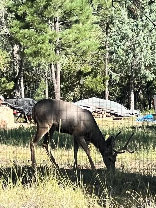 Beulah, CO 81023,8719 Ponderosa Pine Dr