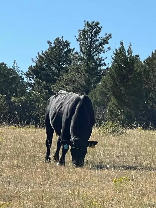 Beulah, CO 81023,8719 Ponderosa Pine Dr