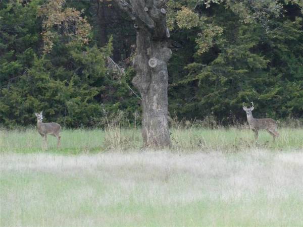 TBD School House Road, Forestburg, TX 76239