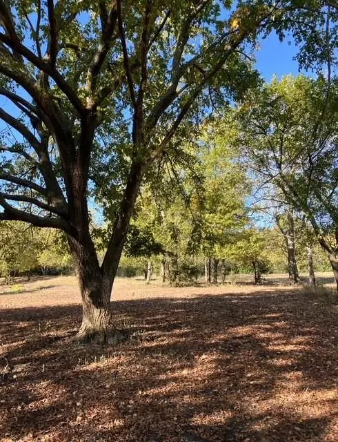 TBD County Road 4420 #A, Whitewright, TX 75491