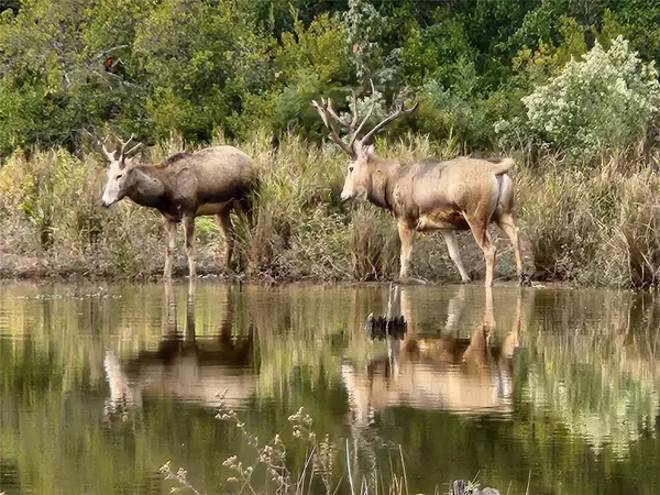 Larue, TX 75770,8003 Fallow Run