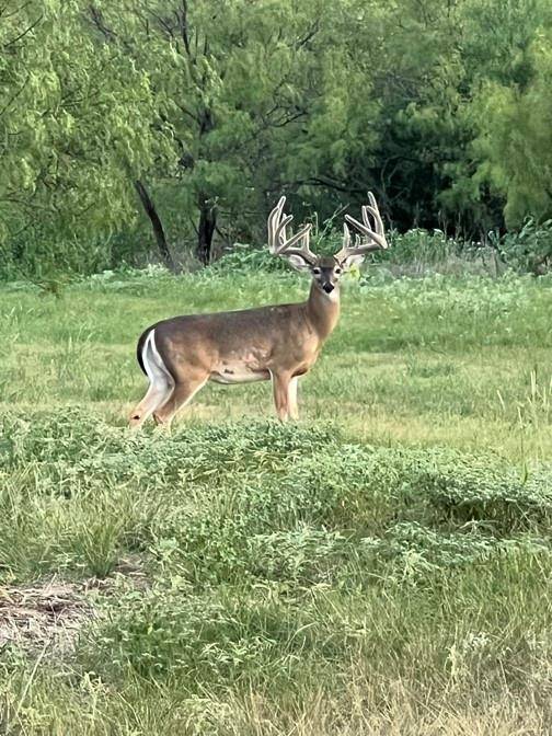 Ranger, TX 76470,11659 County Road 127