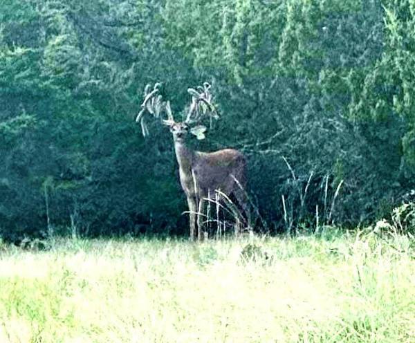 Ranger, TX 76470,11659 County Road 127