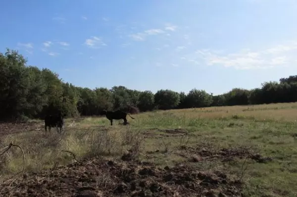 Dublin, TX 76446,TBD County Road 317