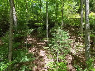 Hiawassee, GA 30546,Lot 12 Hightower Ridge