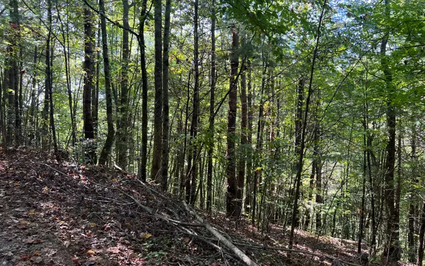 Ellijay, GA 30540,5 ACRES Conasauga Drive