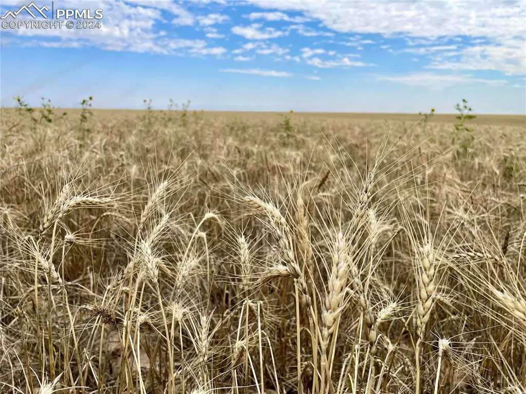 Genoa, CO 80818,County Road 35