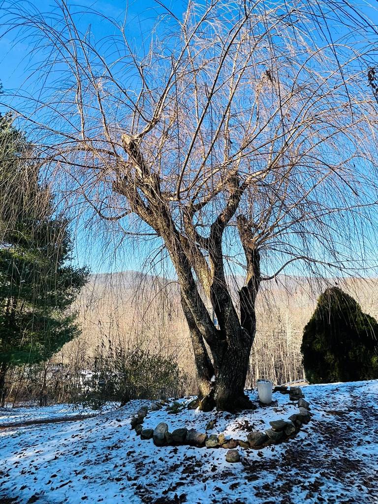 Tazewell, VA 24651,1086 Burkes Garden Rd