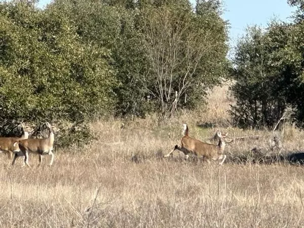 Graford, TX 76449,1036 Lake Shore Loop