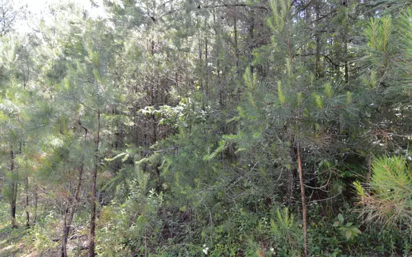 Blairsville, GA 30512,LOT14 Loftis Mountain