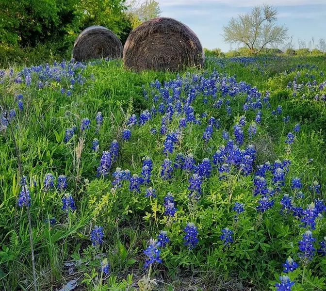 TBD 8.48 acres FM 513 S, Lone Oak, TX 75453