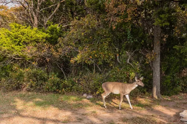 Possum Kingdom Lake, TX 76449,Lot 95 Cliffs Drive