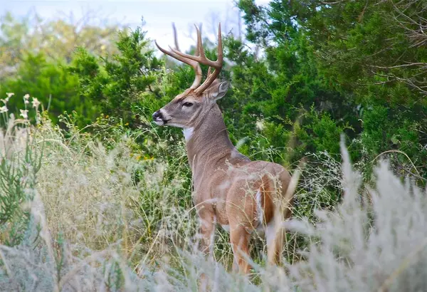 Possum Kingdom Lake, TX 76449,Lot 1018 Turtle Dove Lane