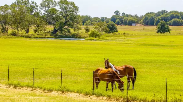 Gorman, TX 76454,2601 County Road 575