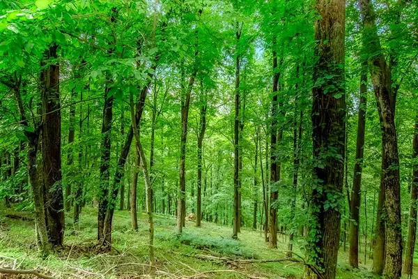 LOT M165 Walnut Mountain, Ellijay, GA 30540