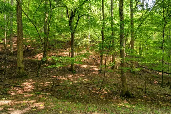 Ellijay, GA 30540,Lot 1972 Nancy Court