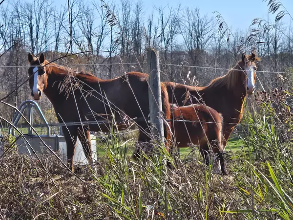 Halton, ON L7P 0C6,5127 Milburough Line