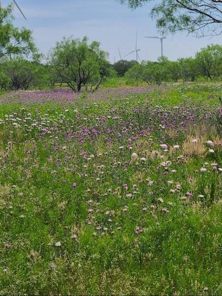 TBD County Road 423, Cisco, TX 76437