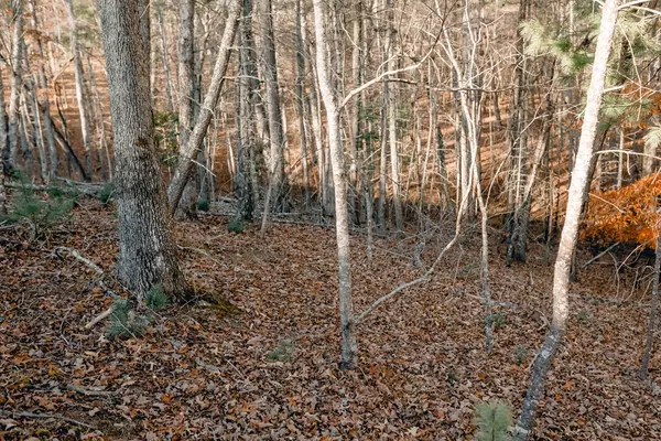 Morganton, GA 30560,Lot 63 Ridges Of Blue Ridge