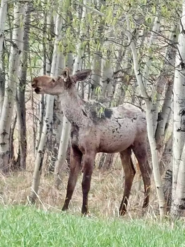 Rural Foothills County, AB T1S 2Z4,290102 240 ST W