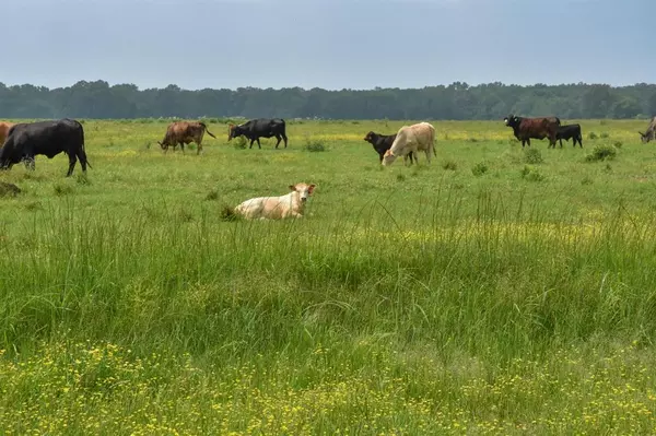 Grapeland, TX 75844,TBD CR 2210