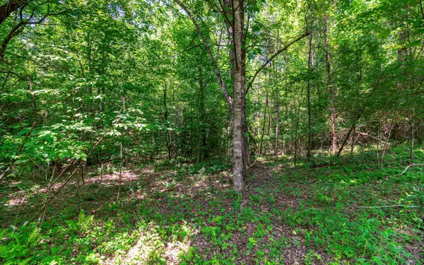 Mineral Bluff, GA 30559,3.35 Pine Lane