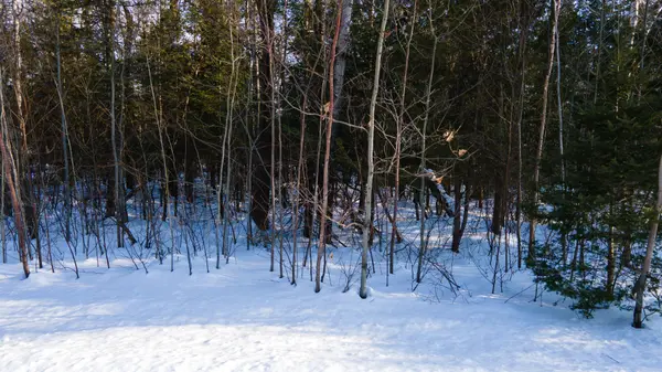 Tiny, ON L0L 1P0,LOT 4 Spruce ST