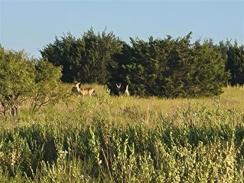 Lot 115 Private Road 16020, Jonesboro, TX 76538