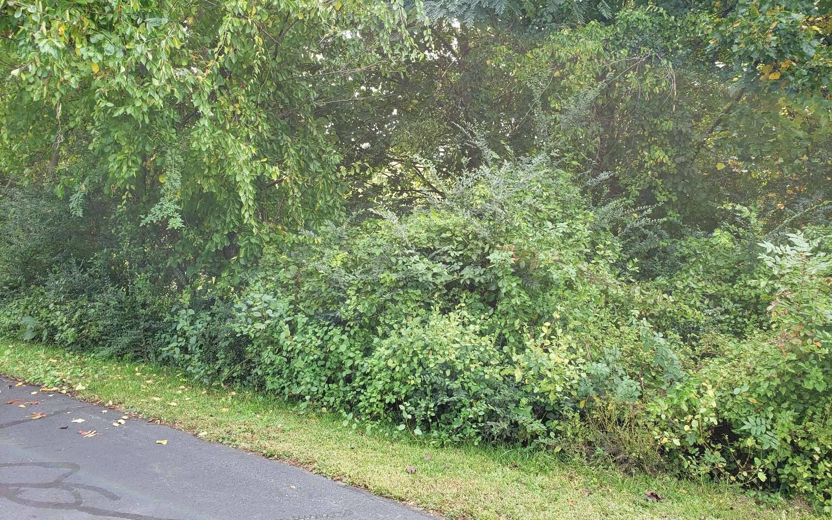 Warne, NC 28909,11A Snipe Hollow Lane