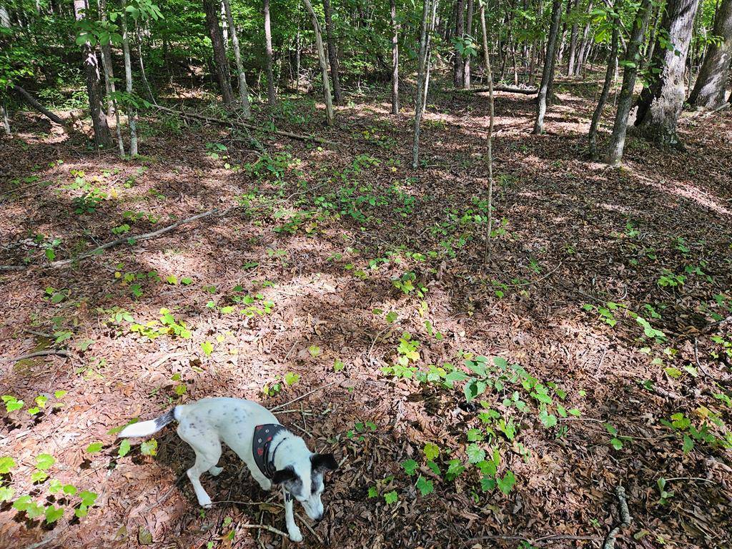 Stoneville, NC 27048,00 Grogan Road TK 5