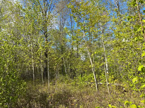 Lot 6 Casson TRL, Madawaska Valley, ON K0J 1B0