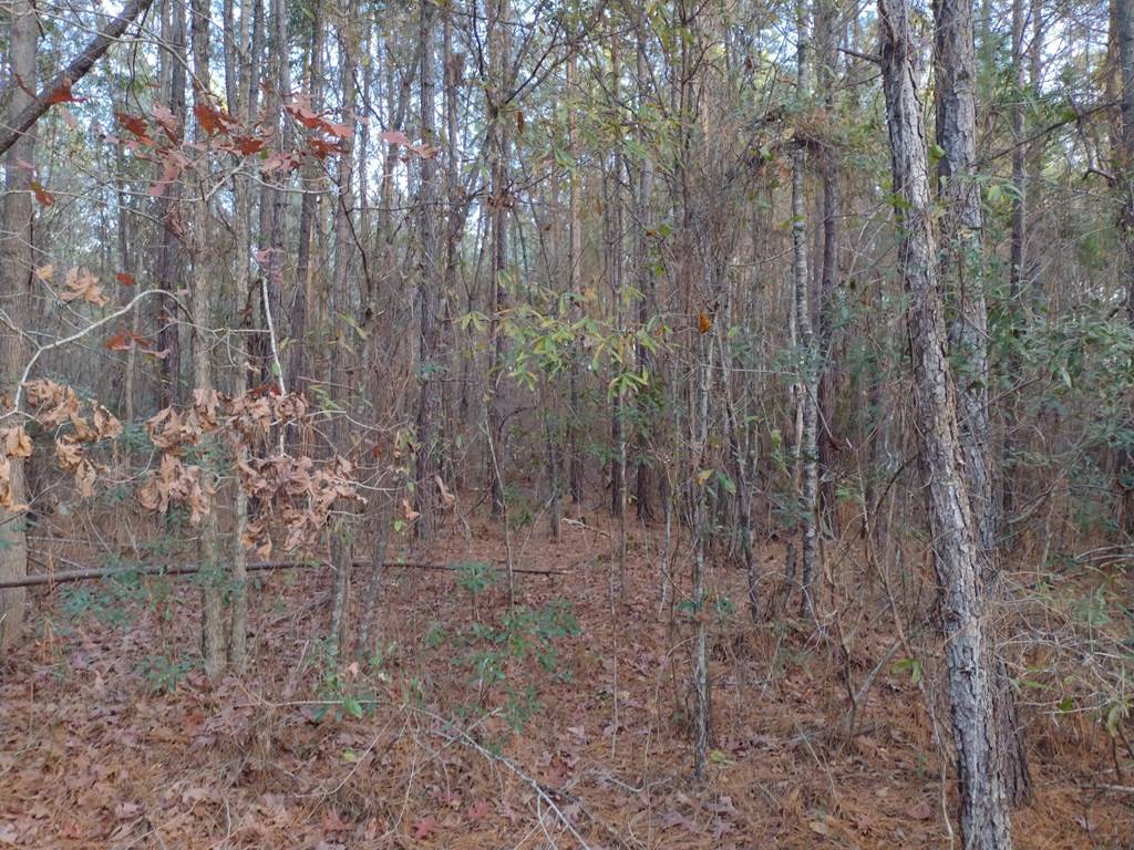 Summerton, SC 29148,0 Jasper Lane (Tract #3)
