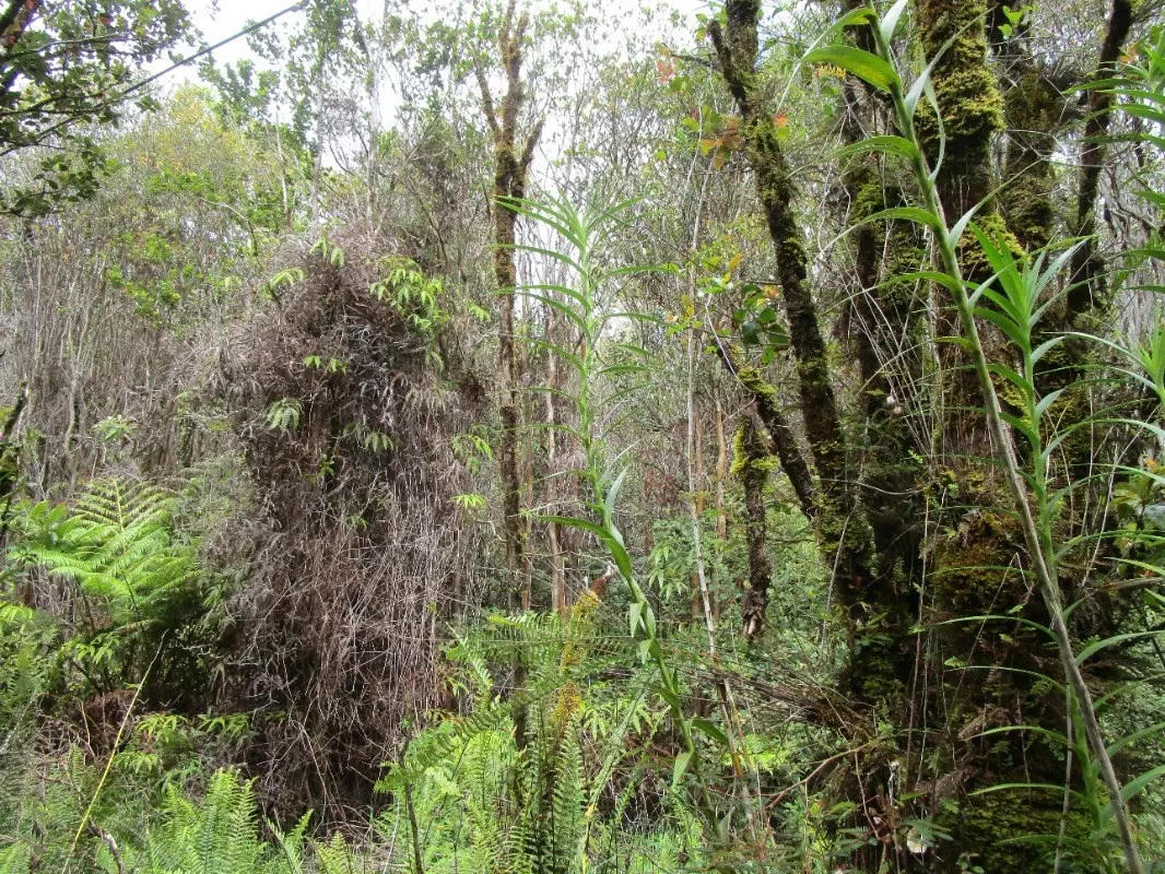 Volcano, HI 96785,ROAD 9