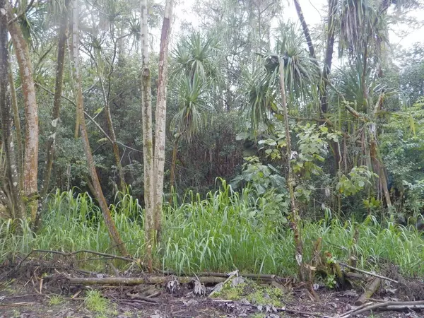 S NENUE ST, Pahoa, HI 96778