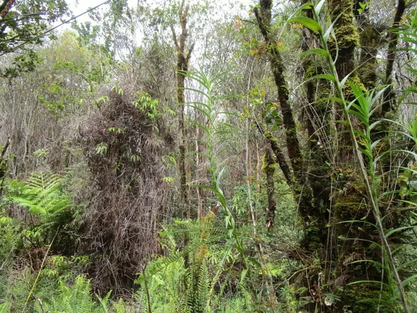 ROAD 9, Volcano, HI 96785