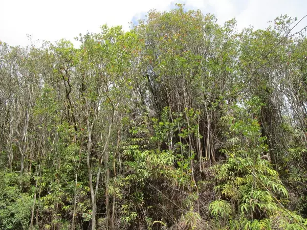 Volcano, HI 96785,ROAD 9