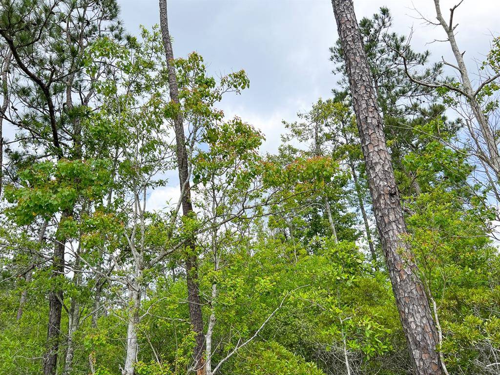 Silsbee, TX 77656,000000 Cravens Camp Rd.