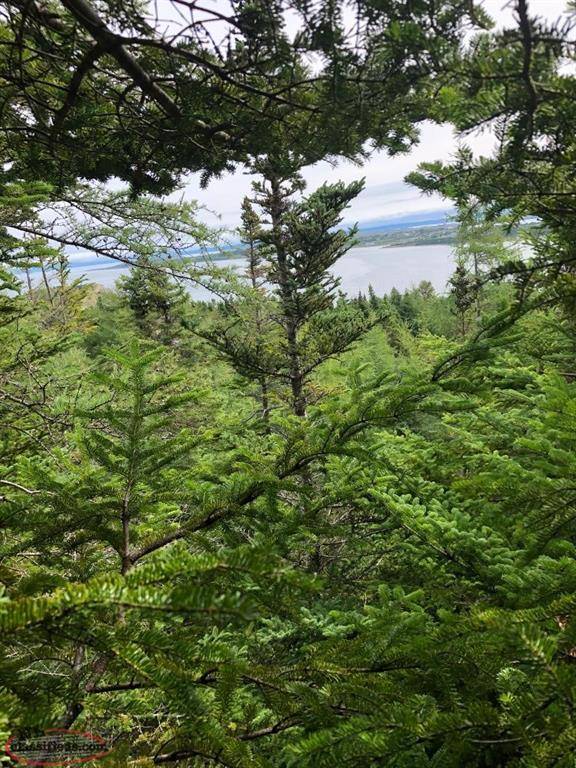 Spaniards Bay, NL A0A4E0,95 New Harbour Road