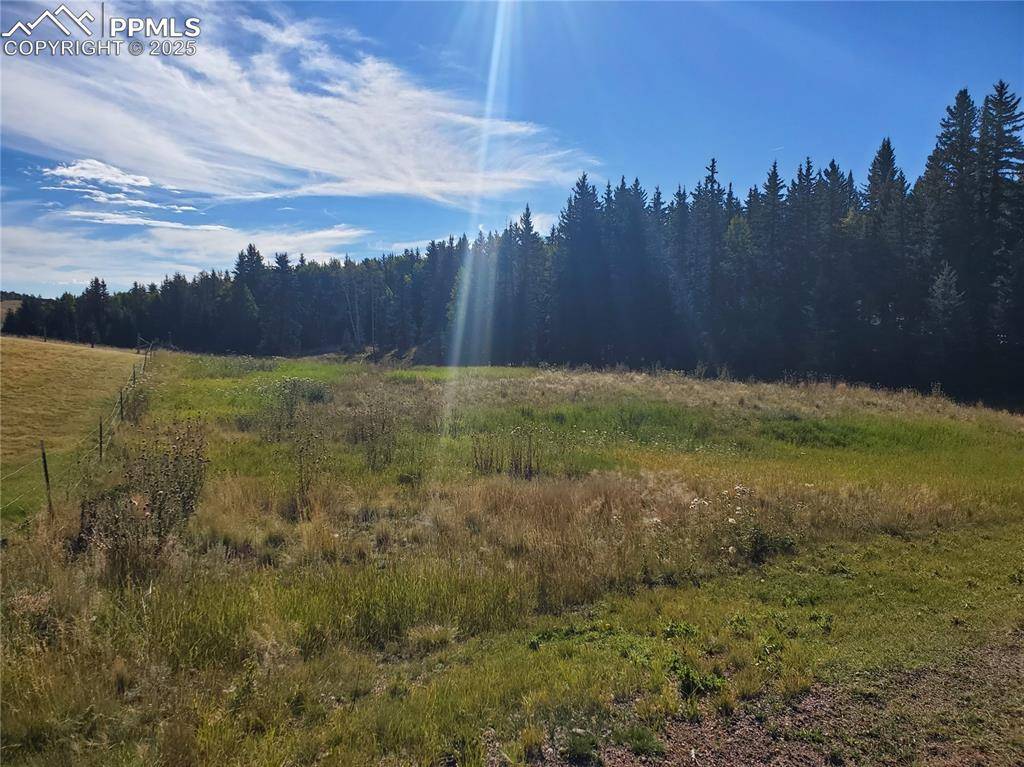 Divide, CO 80814,309 Pinaceae HTS