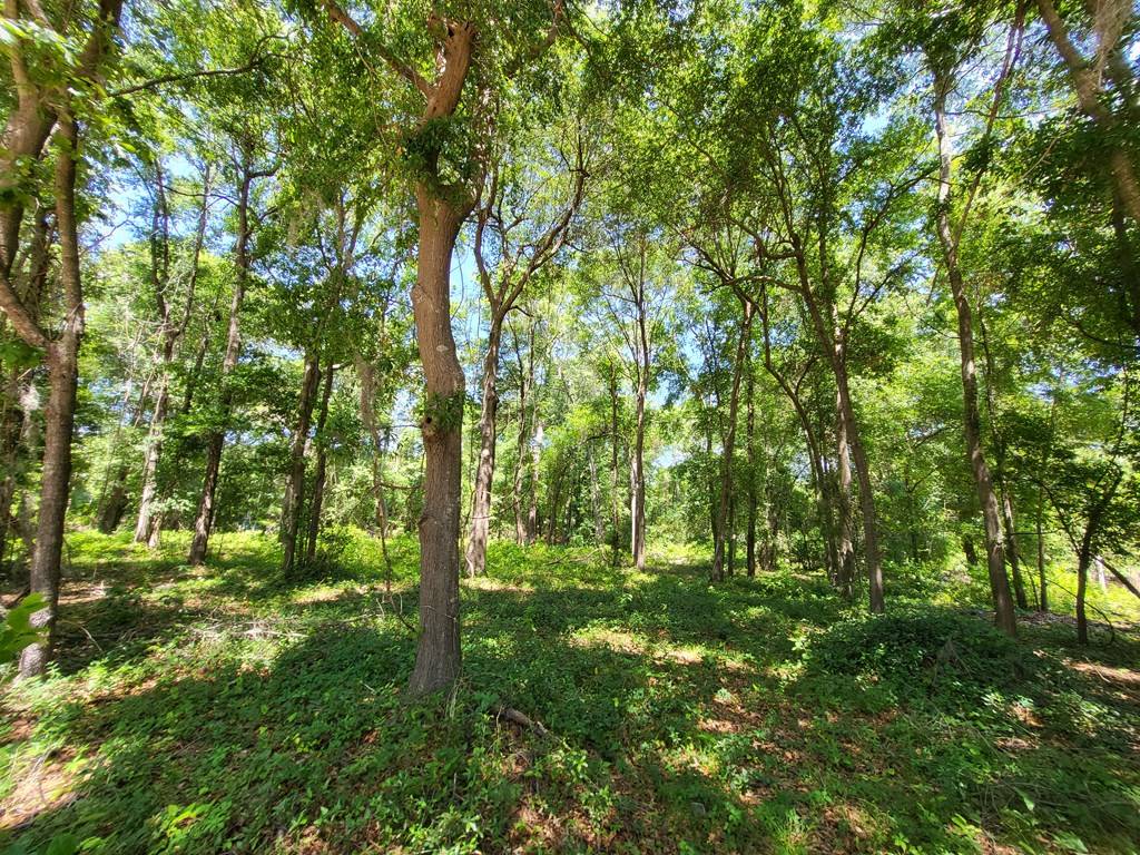Summerton, SC 29148,Lot 20 Francis Marion Blvd