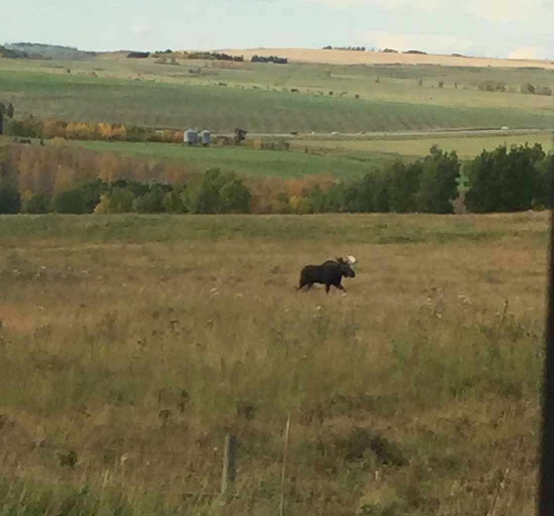 Rural Mountain View County, AB T0M1L0,4142 Township Road 290