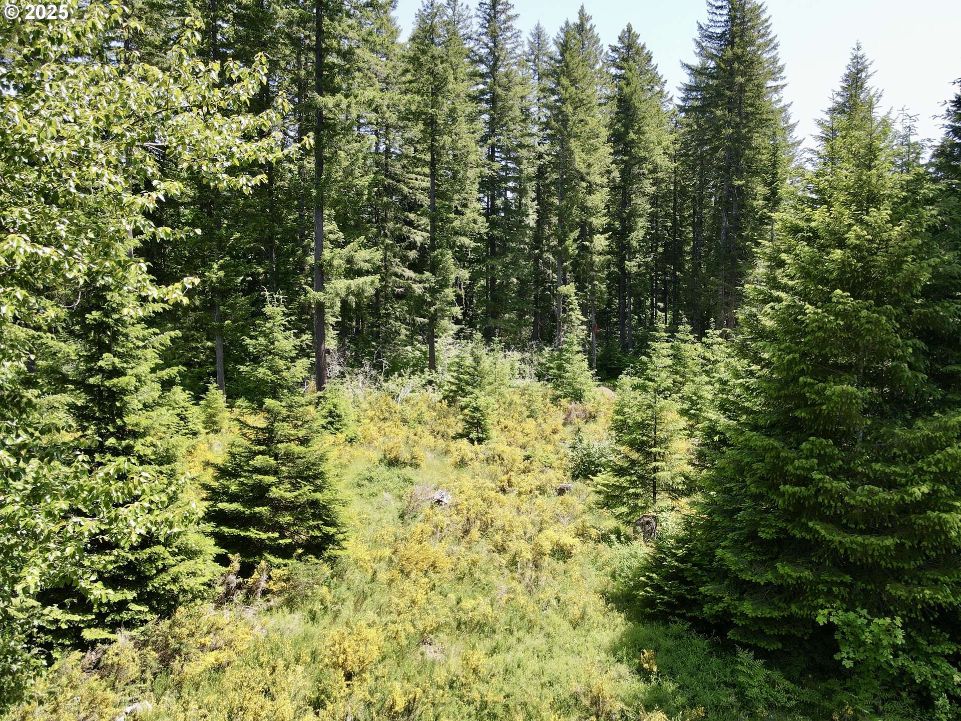 Carson, WA 98610,10842 WIND RIVER RD