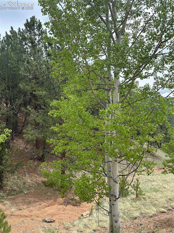 Divide, CO 80814,1600 Pikes Peak DR