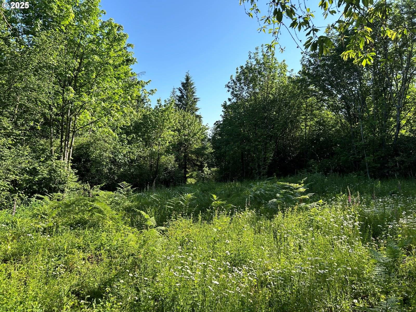 Yacolt, WA 98675,NE Fargher DR