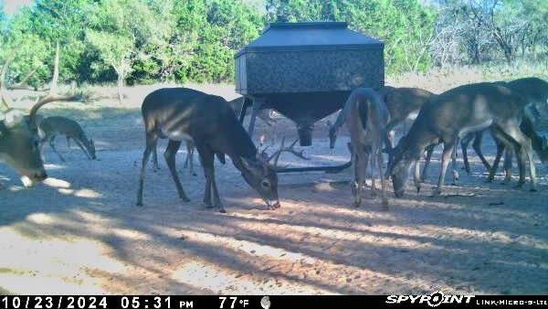 Goldthwaite, TX 76844,267 CR 112