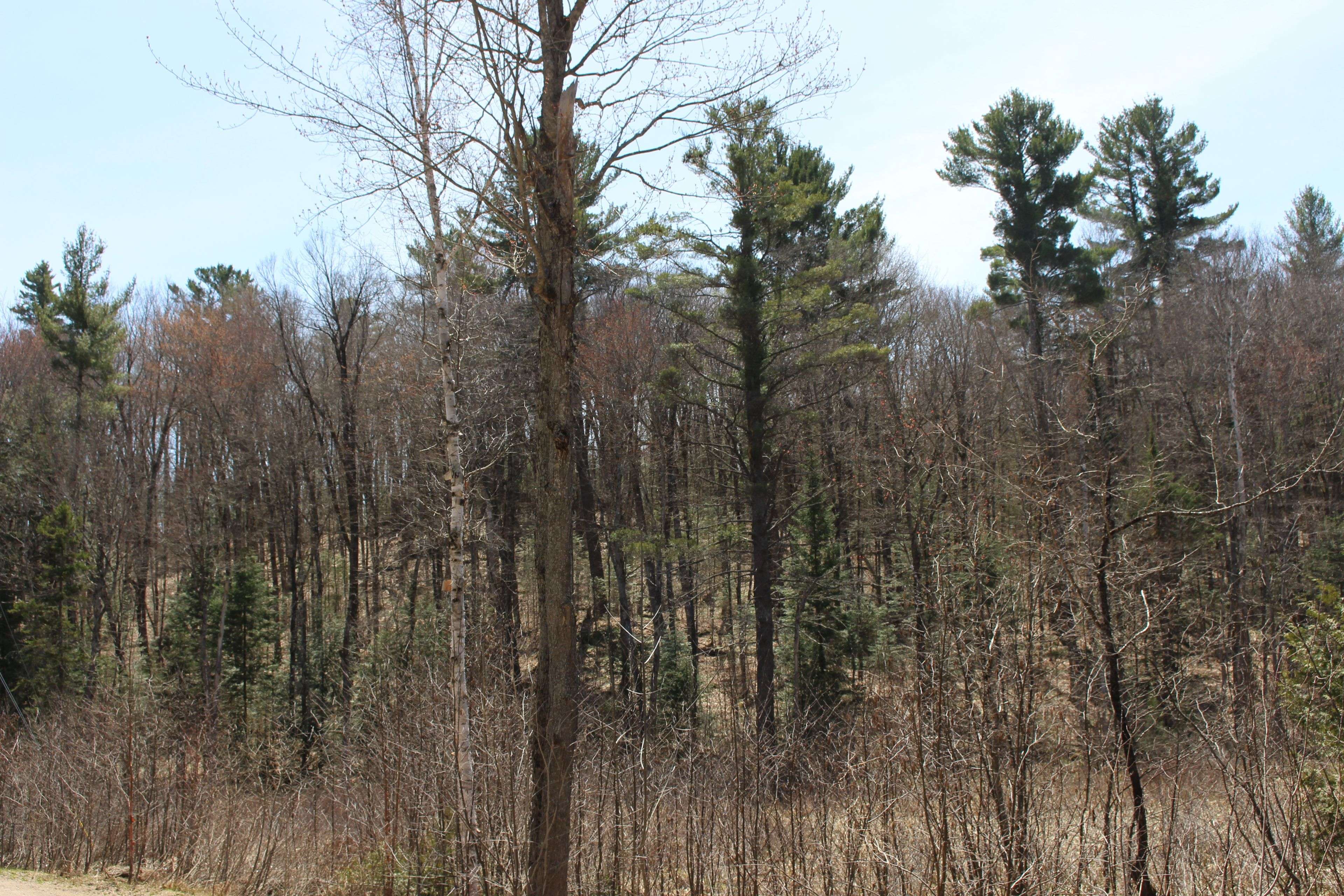 Lake Of Bays, ON P0B 1A0,0000 South Ril Lake RD